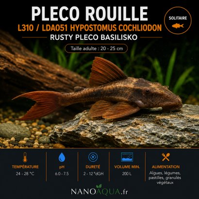 PLECO ROUILLE / L310 LDA051 HYPOSTOMUS COCHLIODON /  RUSTY PLECO BASILISKO