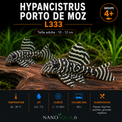 HYPANCISTRUS PORTO DE MOZ L333