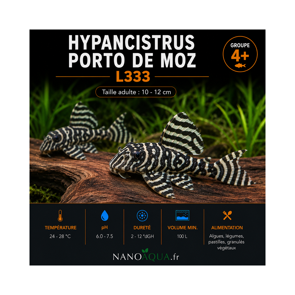 HYPANCISTRUS PORTO DE MOZ L333