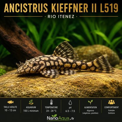 ANCISTRUS KIEFFNER II L519  / RIO ITENEZ