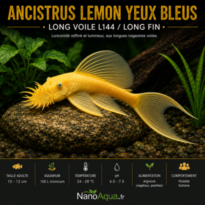ANCISTRUS LEMON YEUX BLEUS LONG VOILE  L144  / LONG FIN