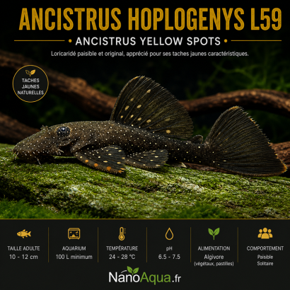 ANCISTRUS HOPLOGENYS L59 / ANCISTRUS YELLOW SPOTS