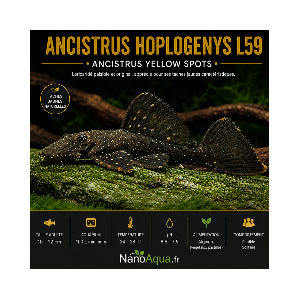 ANCISTRUS HOPLOGENYS L59 / ANCISTRUS YELLOW SPOTS