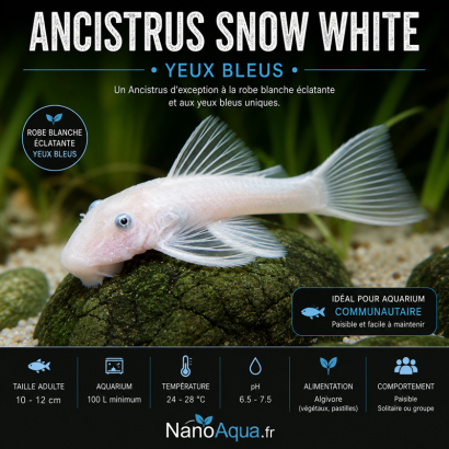 ANCISTRUS SNOW WHITE YEUX BLEUS