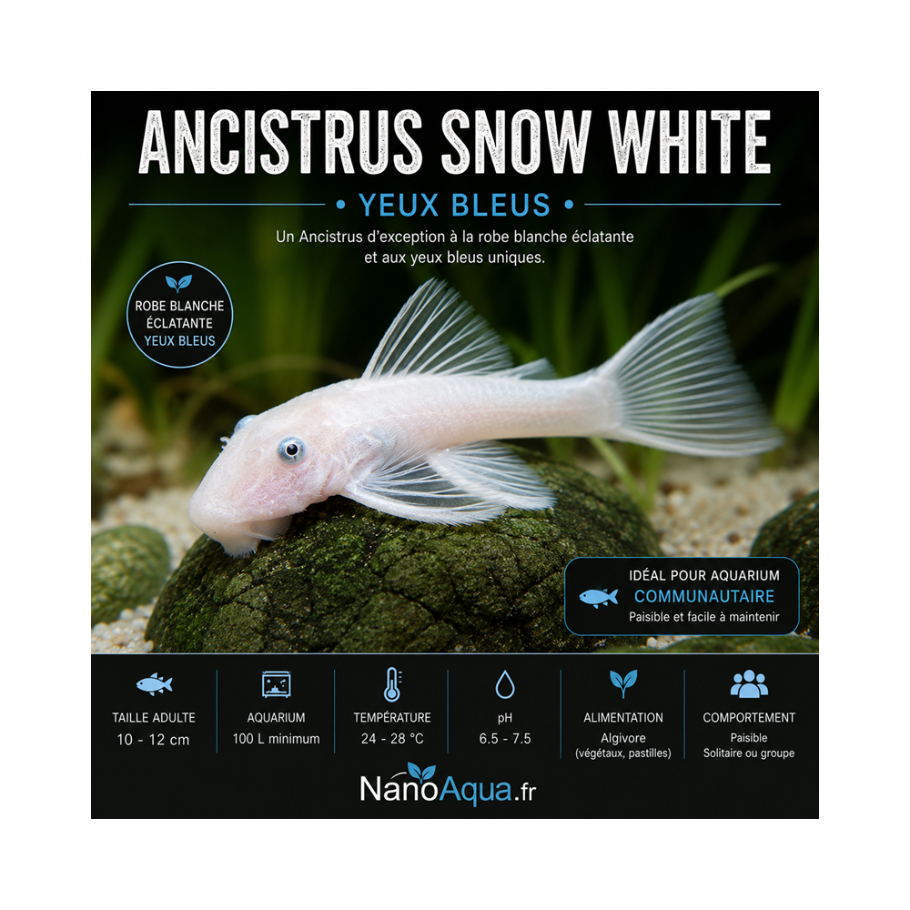ANCISTRUS SNOW WHITE YEUX BLEUS
