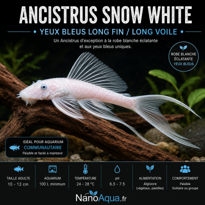 ANCISTRUS SNOW WHITE YEUX BLEUS LONG FIN / LONG VOILE