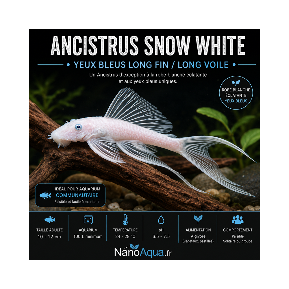 ANCISTRUS SNOW WHITE YEUX BLEUS LONG FIN / LONG VOILE