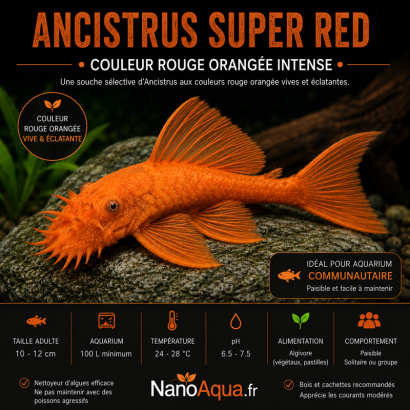 ANCISTRUS SUPER RED