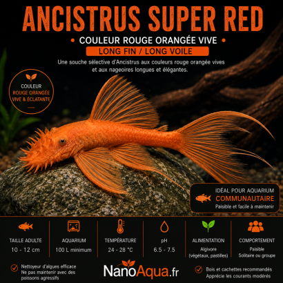 ANCISTRUS SUPER RED LONG FIN / LONG VOILE