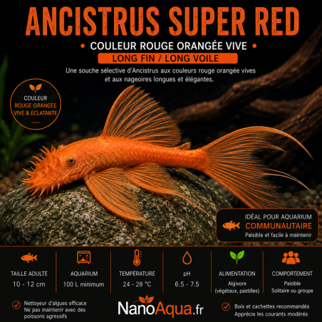 ANCISTRUS SUPER RED LONG FIN / LONG VOILE