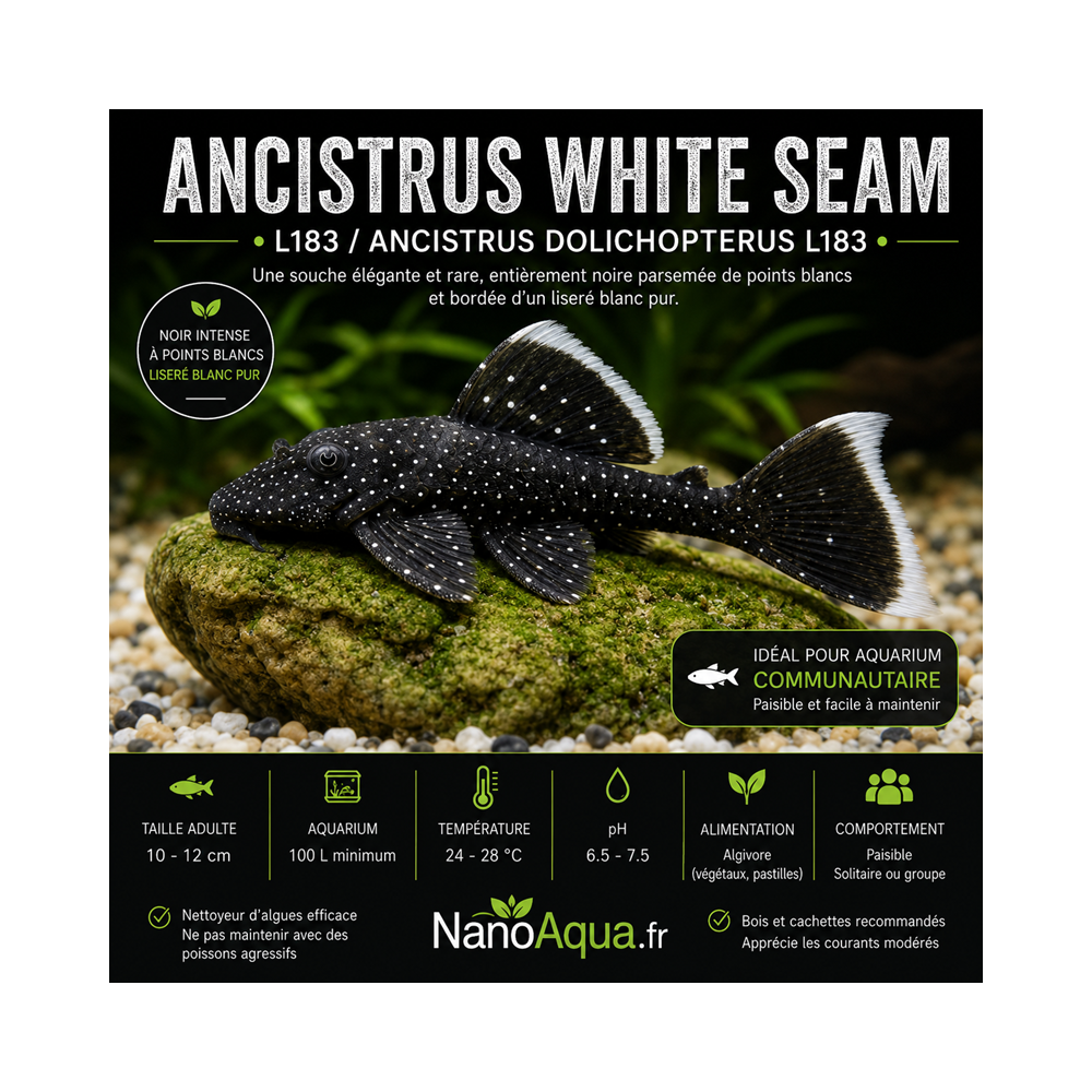 ANCISTRUS WHITE SEAM  L183 / ANCISTRUS DOLICHOPTERUS L183
