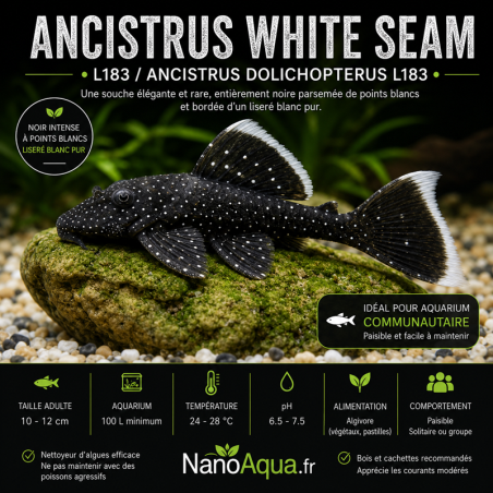 ANCISTRUS WHITE SEAM  L183 / ANCISTRUS DOLICHOPTERUS L183