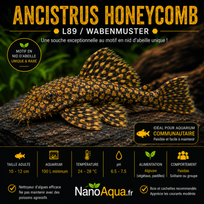 ANCISTRUS HONEYCOMB L89  / WABENMUSTER