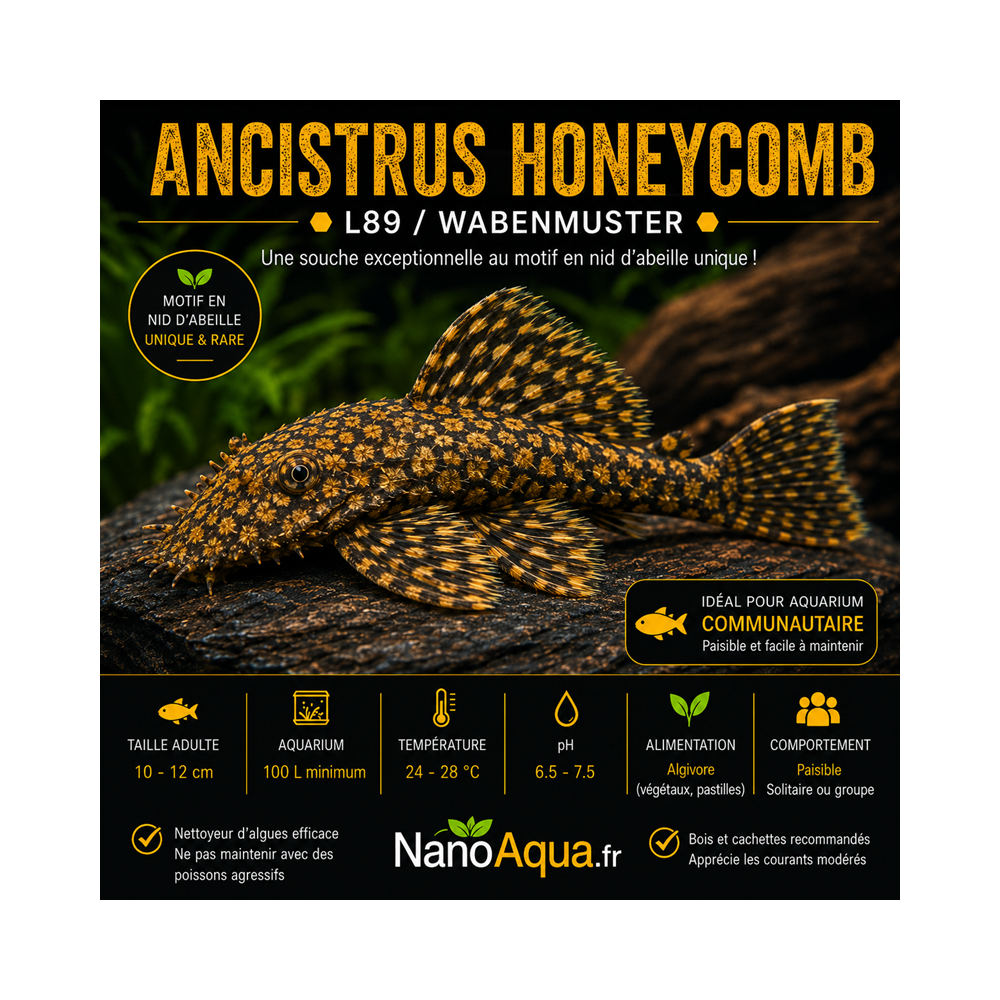 ANCISTRUS HONEYCOMB L89  / WABENMUSTER