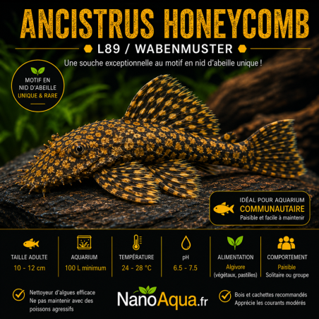 ANCISTRUS HONEYCOMB L89  / WABENMUSTER