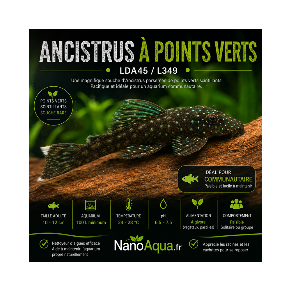 ANCISTRUS A POINTS VERTS LDA45 / L349