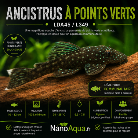 ANCISTRUS A POINTS VERTS LDA45 / L349