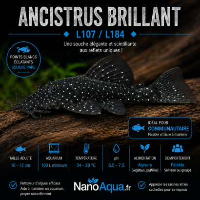 ANCISTRUS BRILLANT L107 L184