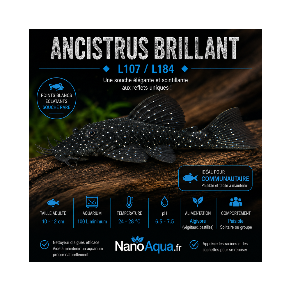 ANCISTRUS BRILLANT L107 L184