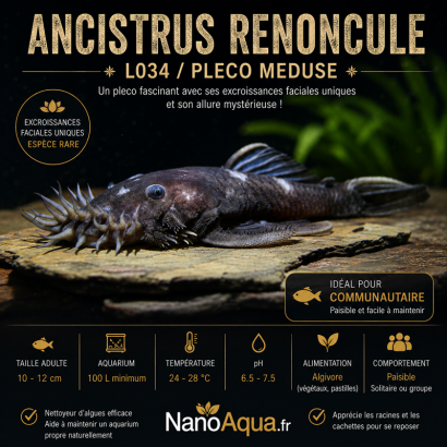 ANCISTRUS RENONCULE L034  / PLECO MEDUSE