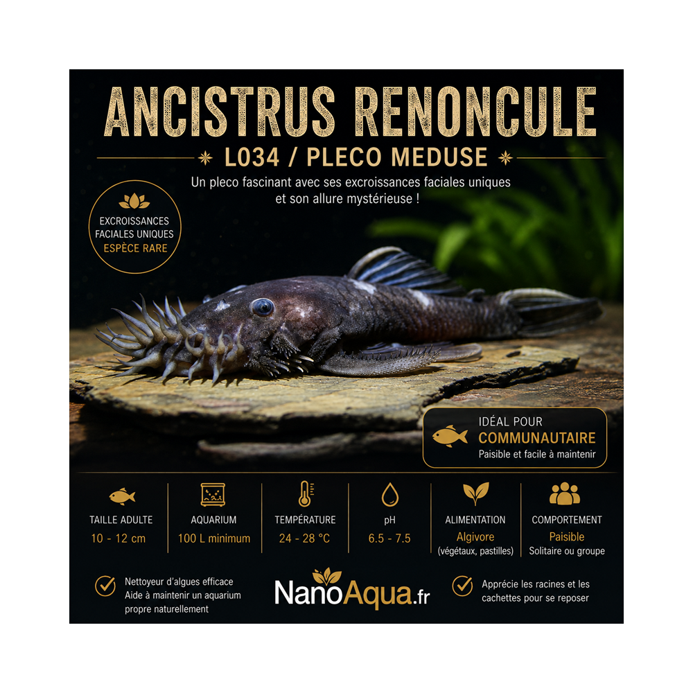 ANCISTRUS RENONCULE L034  / PLECO MEDUSE