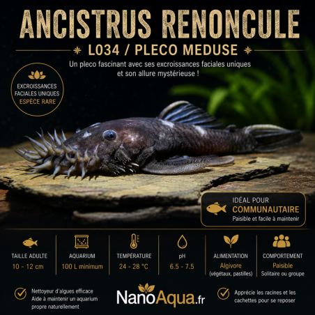 ANCISTRUS RENONCULE L034  / PLECO MEDUSE