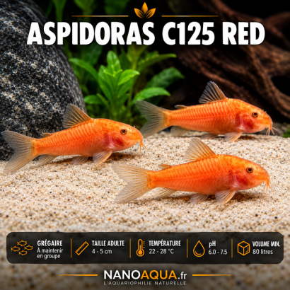 ASPIDORAS C125 RED