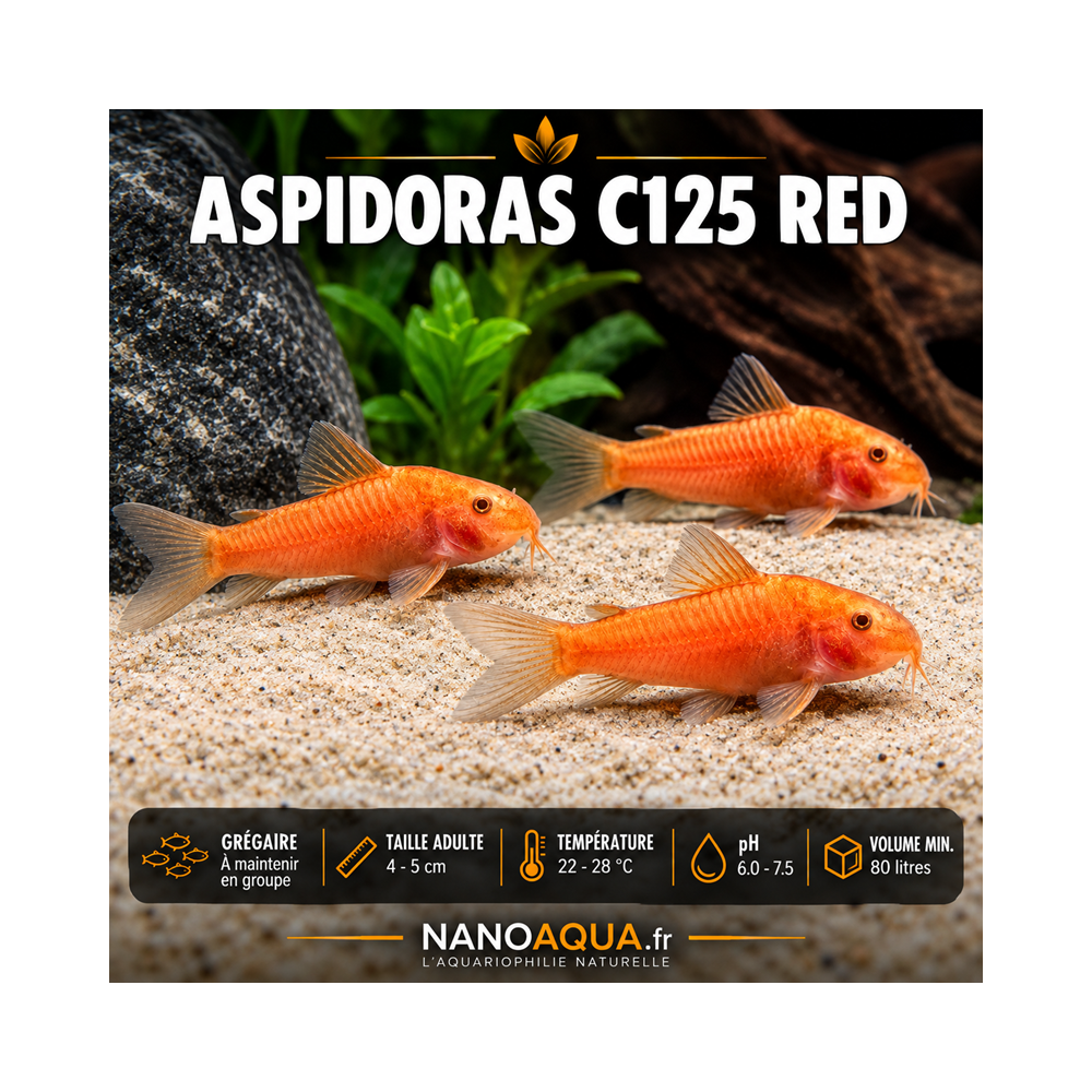 ASPIDORAS C125 RED