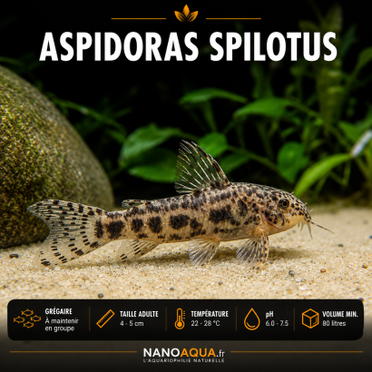 ASPIDORAS SPILOTUS