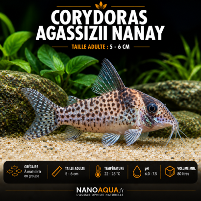CORYDORAS AGASSIZII NANAY