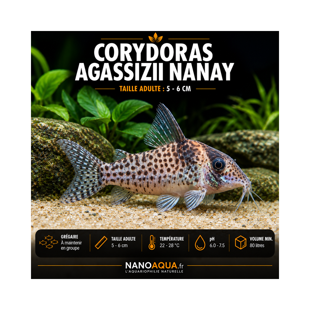 CORYDORAS AGASSIZII NANAY