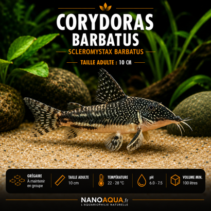 CORYDORAS BARBATUS / SCLEROMYSTAX BARBATUS