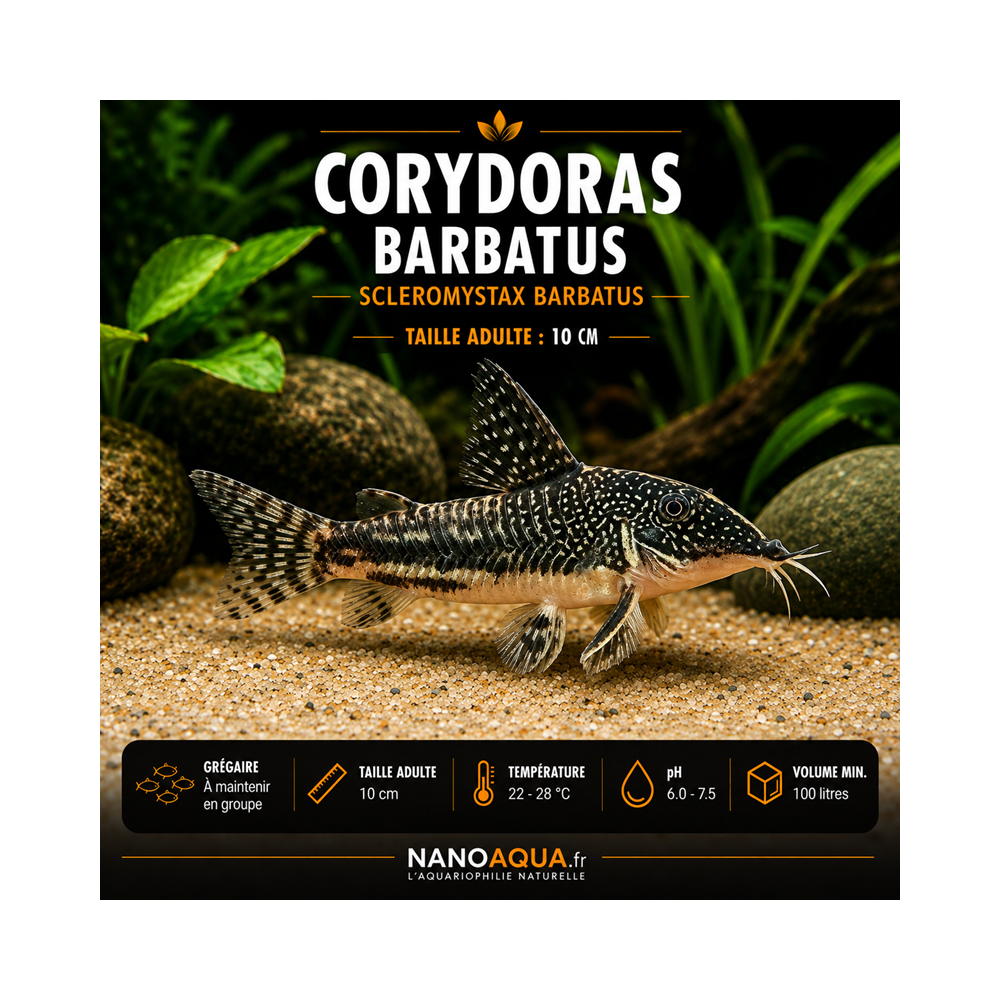 CORYDORAS BARBATUS / SCLEROMYSTAX BARBATUS