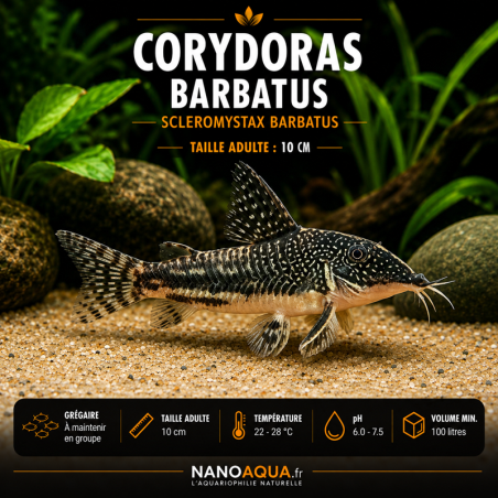 CORYDORAS BARBATUS / SCLEROMYSTAX BARBATUS