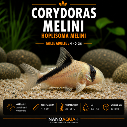 CORYDORAS MELINI / HOPLISOMA MELINI