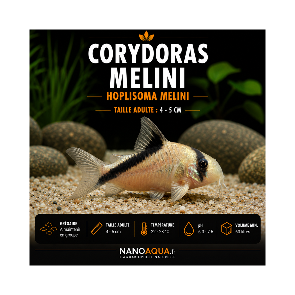 CORYDORAS MELINI / HOPLISOMA MELINI
