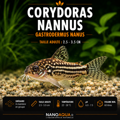 CORYDORAS NANNUS / GASTRODERMUS NANUS / CORYDORAS COURT