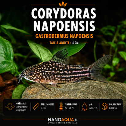 CORYDORAS NAPOENSIS / GASTRODERMUS NAPOENSIS