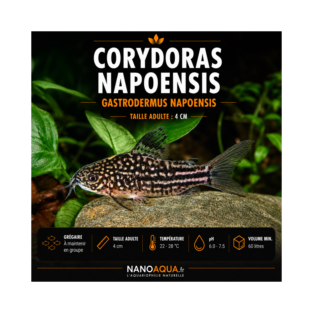 CORYDORAS NAPOENSIS / GASTRODERMUS NAPOENSIS