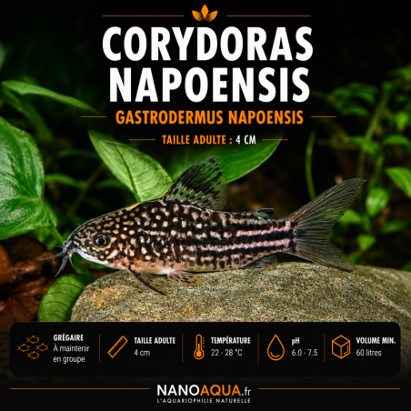 CORYDORAS NAPOENSIS / GASTRODERMUS NAPOENSIS