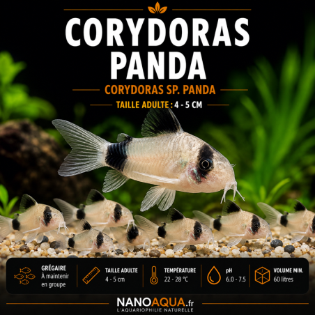 CORYDORAS PANDA