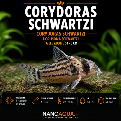 CORYDORAS SCHWARTZI / HOPLISOMA SCHWARTZI