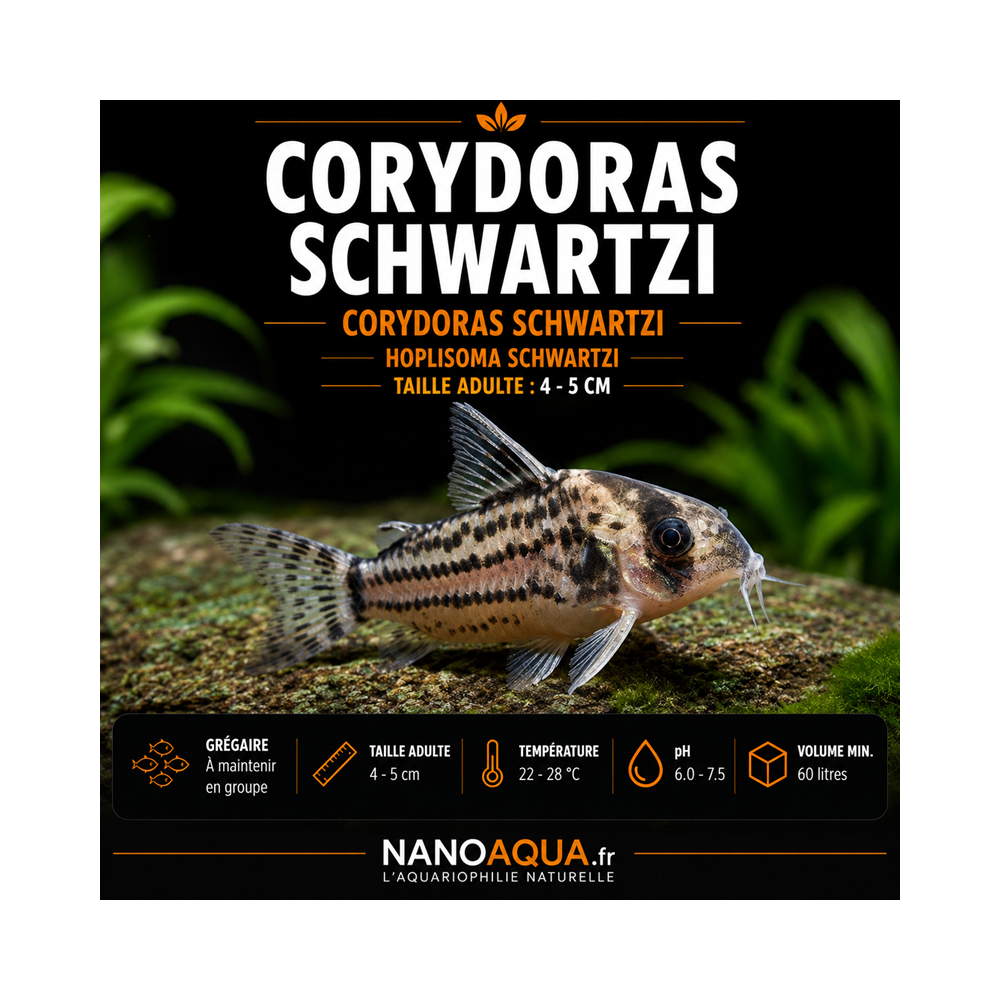 CORYDORAS SCHWARTZI / HOPLISOMA SCHWARTZI