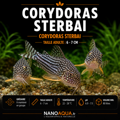 CORYDORAS STERBAI