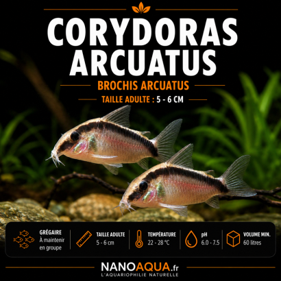 CORYDORAS ARCUATUS / BROCHIS ARCUATUS