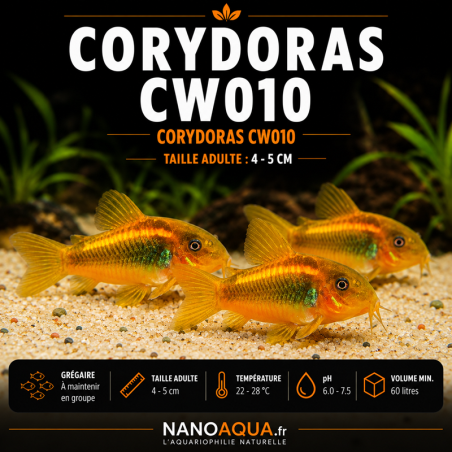 CORYDORAS CW010