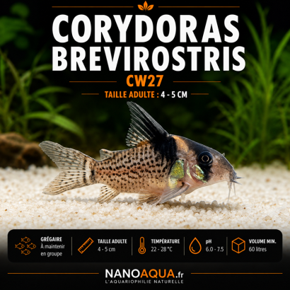 CORYDORAS BREVIROSTRIS CW27