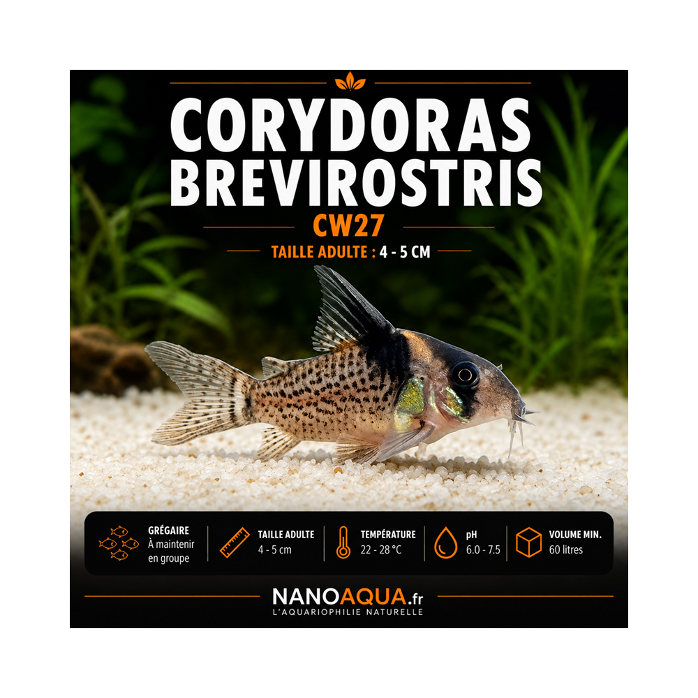CORYDORAS BREVIROSTRIS CW27