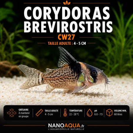 CORYDORAS BREVIROSTRIS CW27