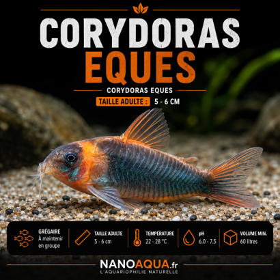 CORYDORAS EQUES